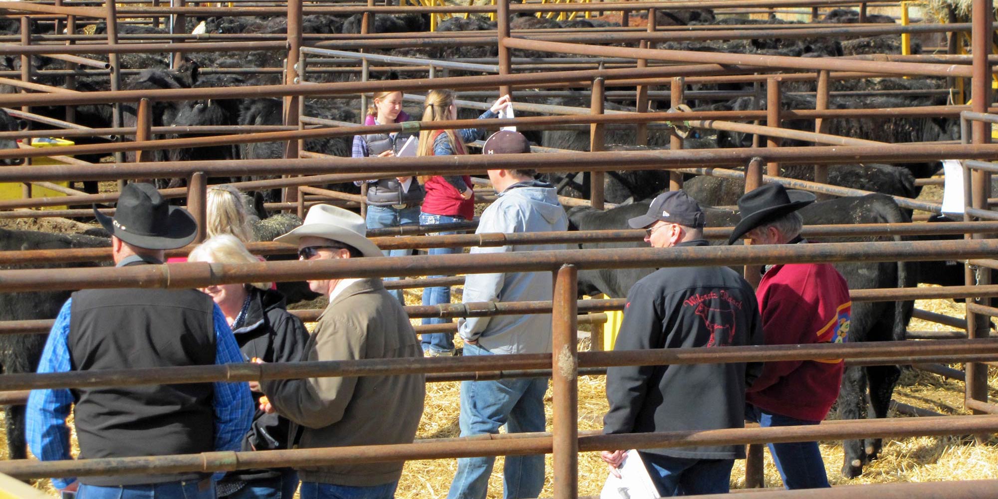 Bar 69 Angus Annual Production Sale Belle Fourche, SD