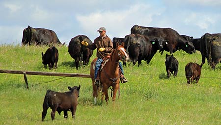 Chase Counting Cows