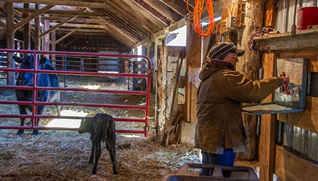 Deb Weighing Calves