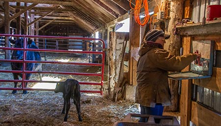 Deb Weighing Calves