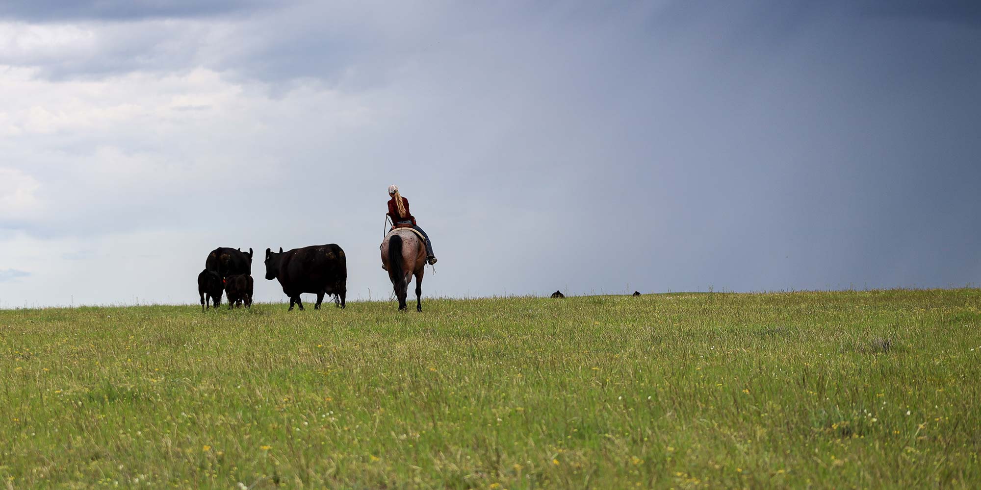 Cows in pasture, Callie on horseback