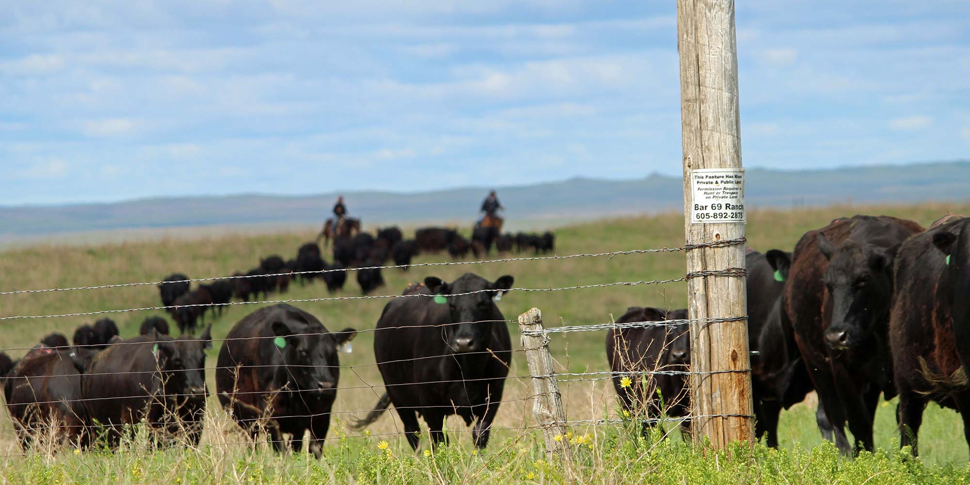 Cows with Fence and Barbed Wire