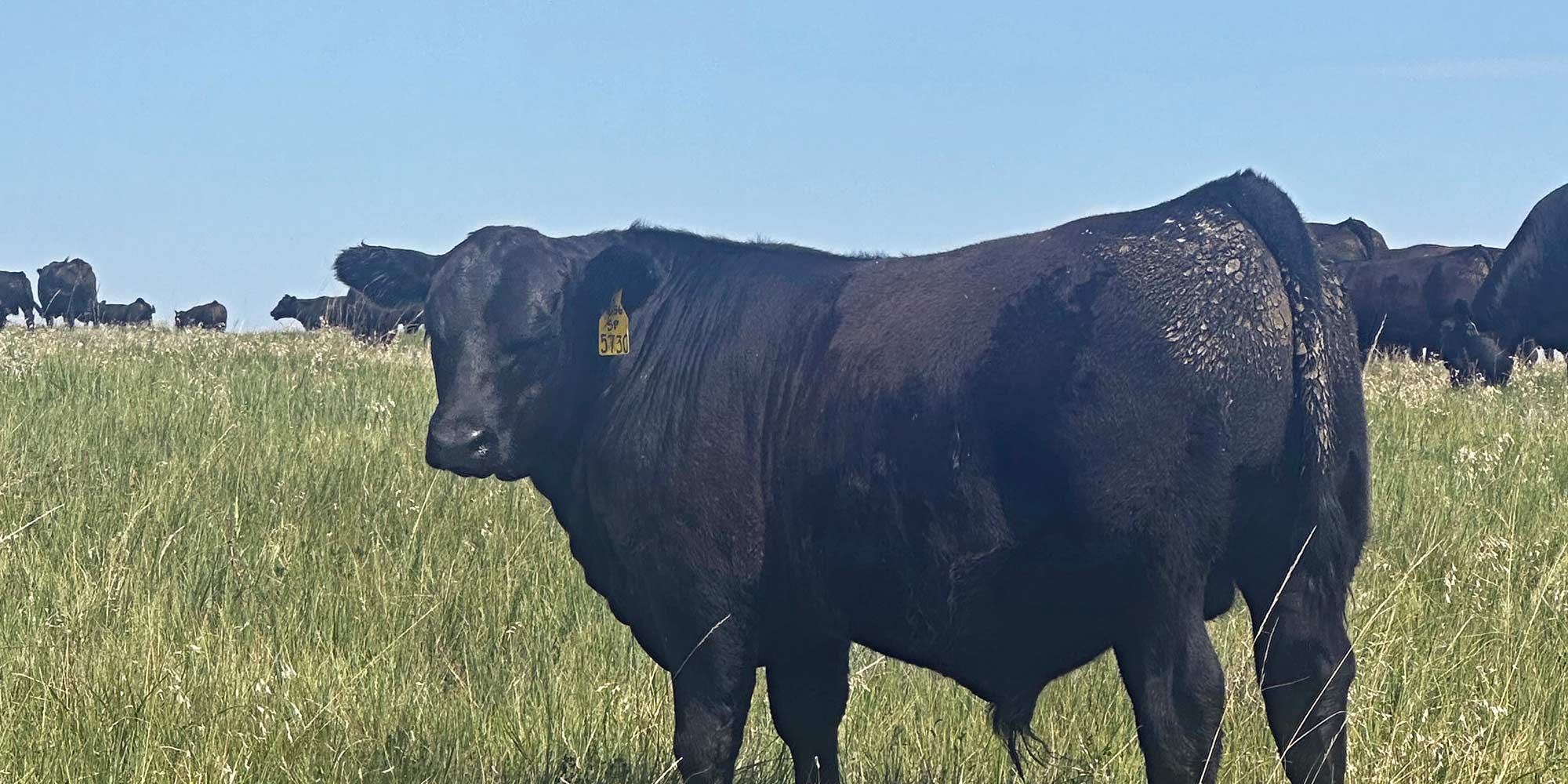 5730 bull calf