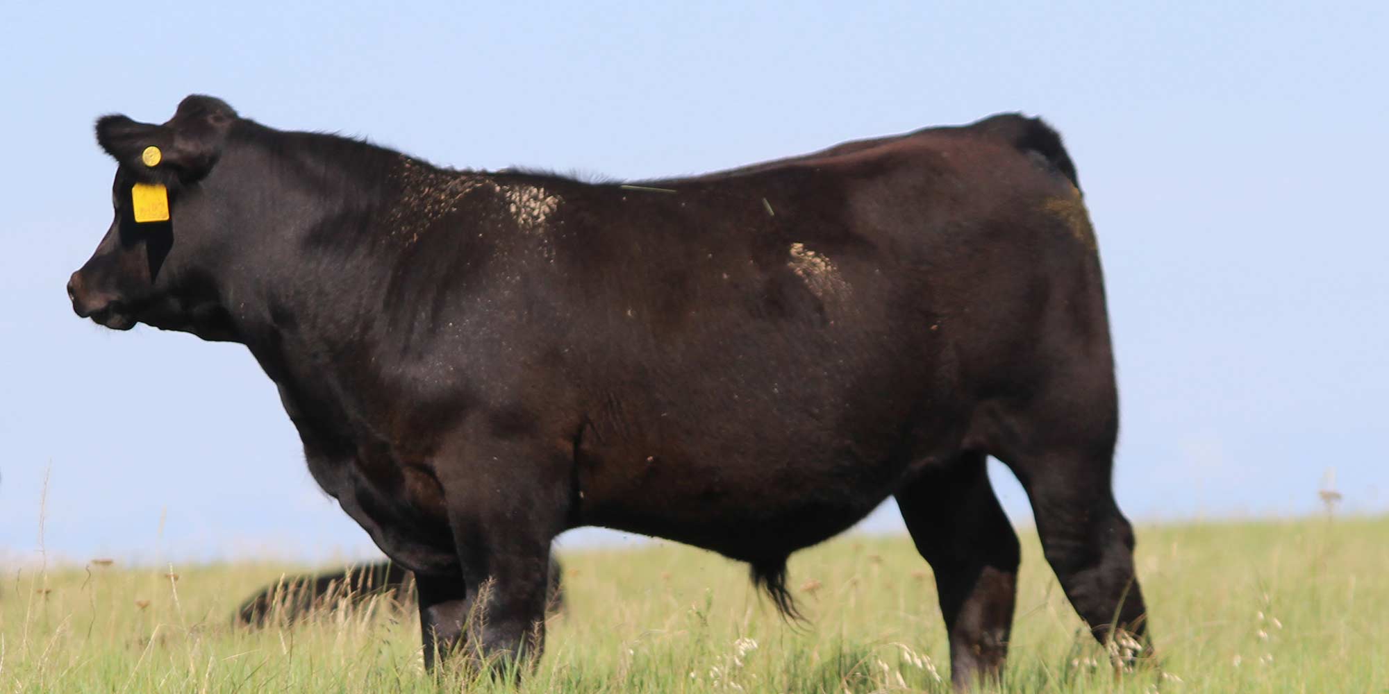 Bull calf in field