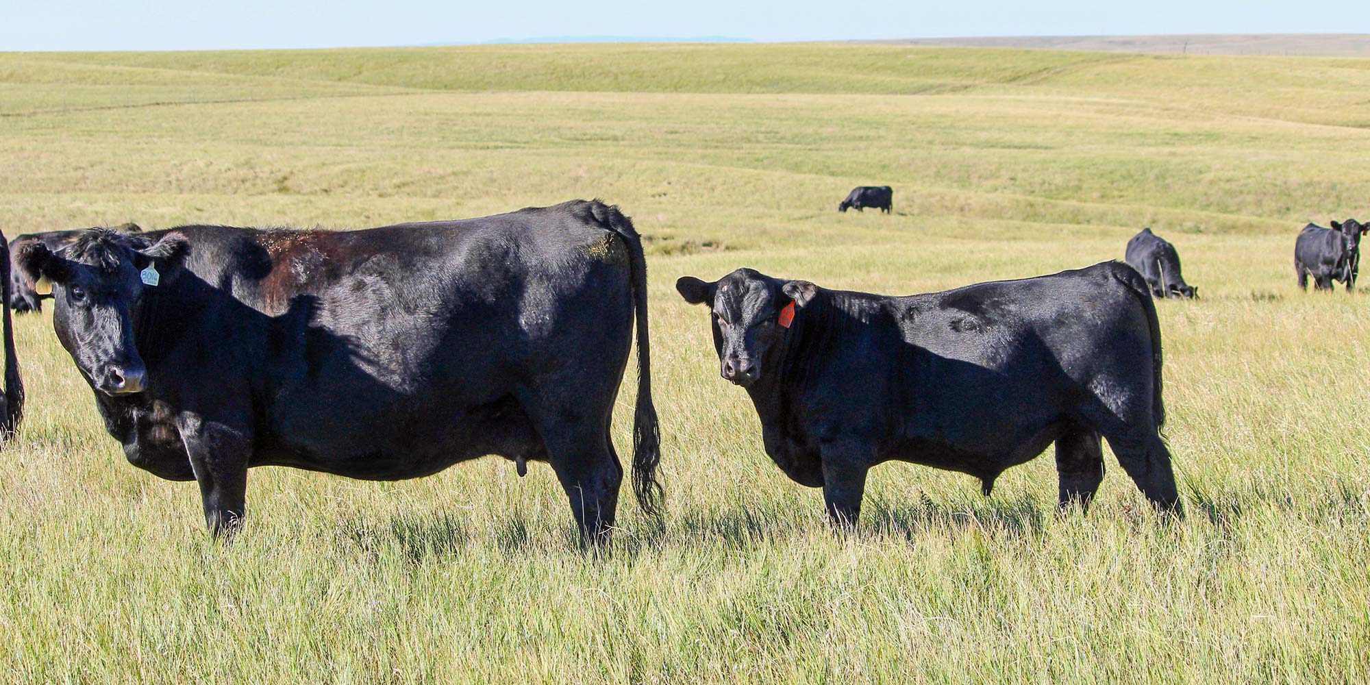 Cow calf in field