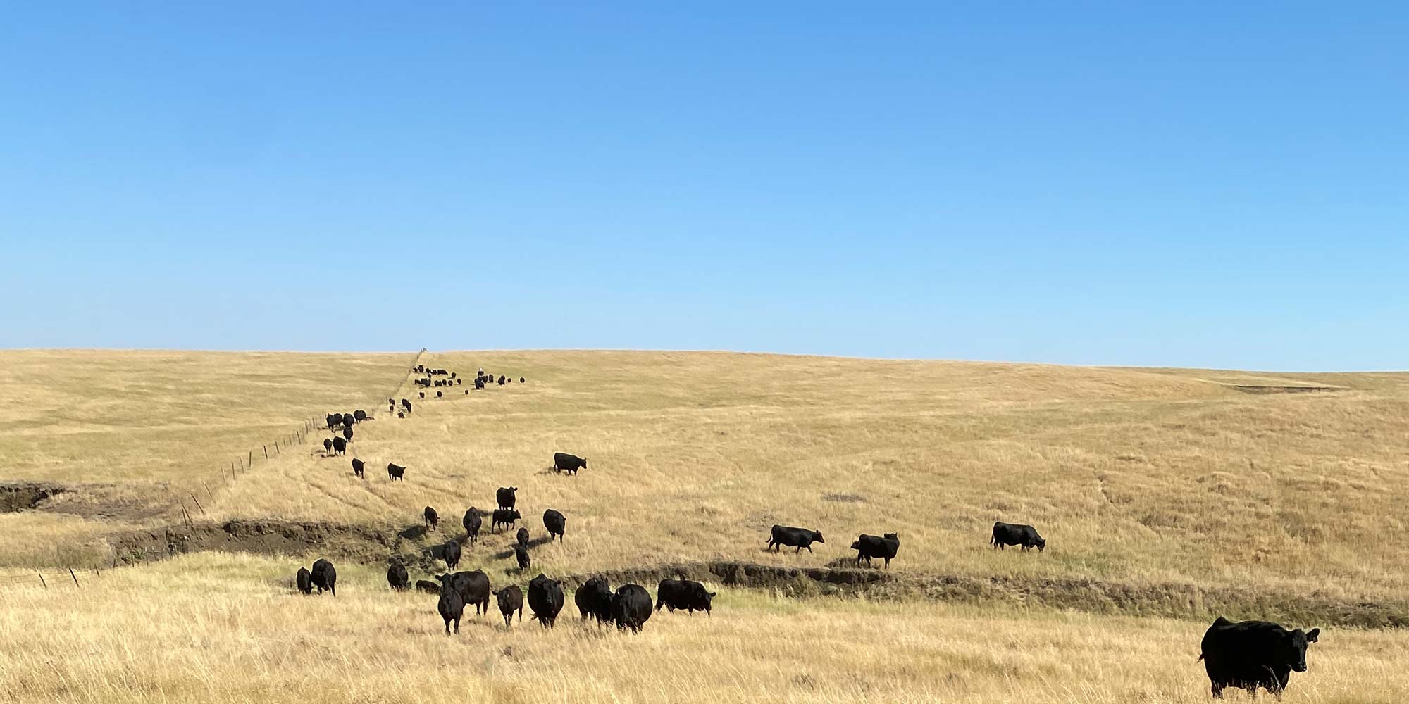 Annual Production Sale Bulls Belle Fourche, SD
