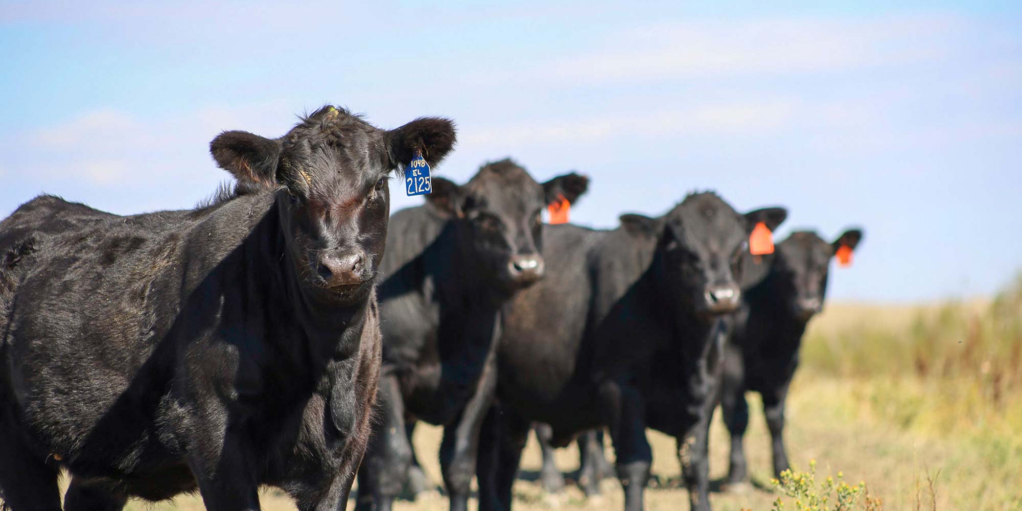 Cows lined up looking at camera