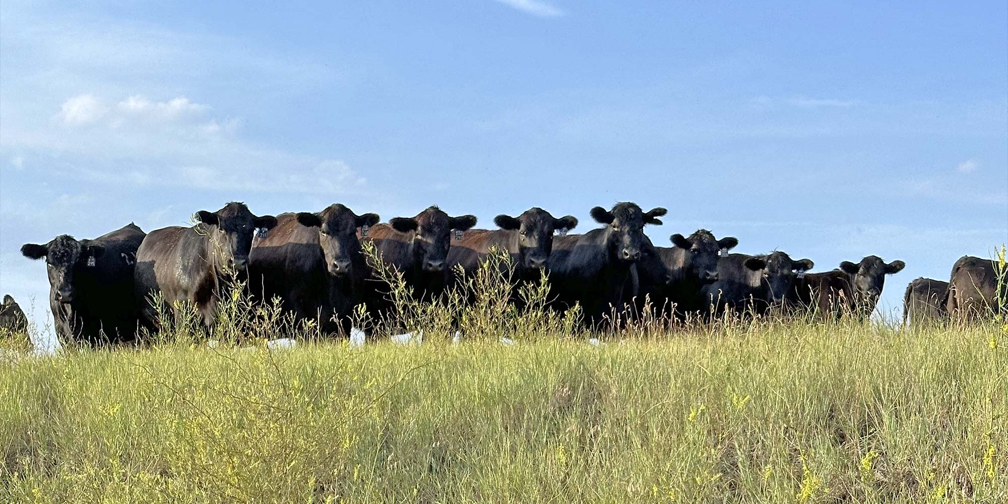 Heifers lined up looking at camera