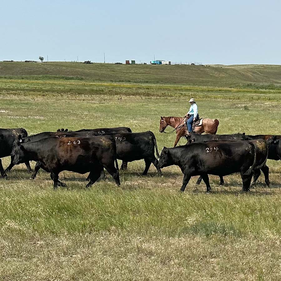 Registered Cow Herd Calving Ease Fleshing Ability Belle Fourche, SD