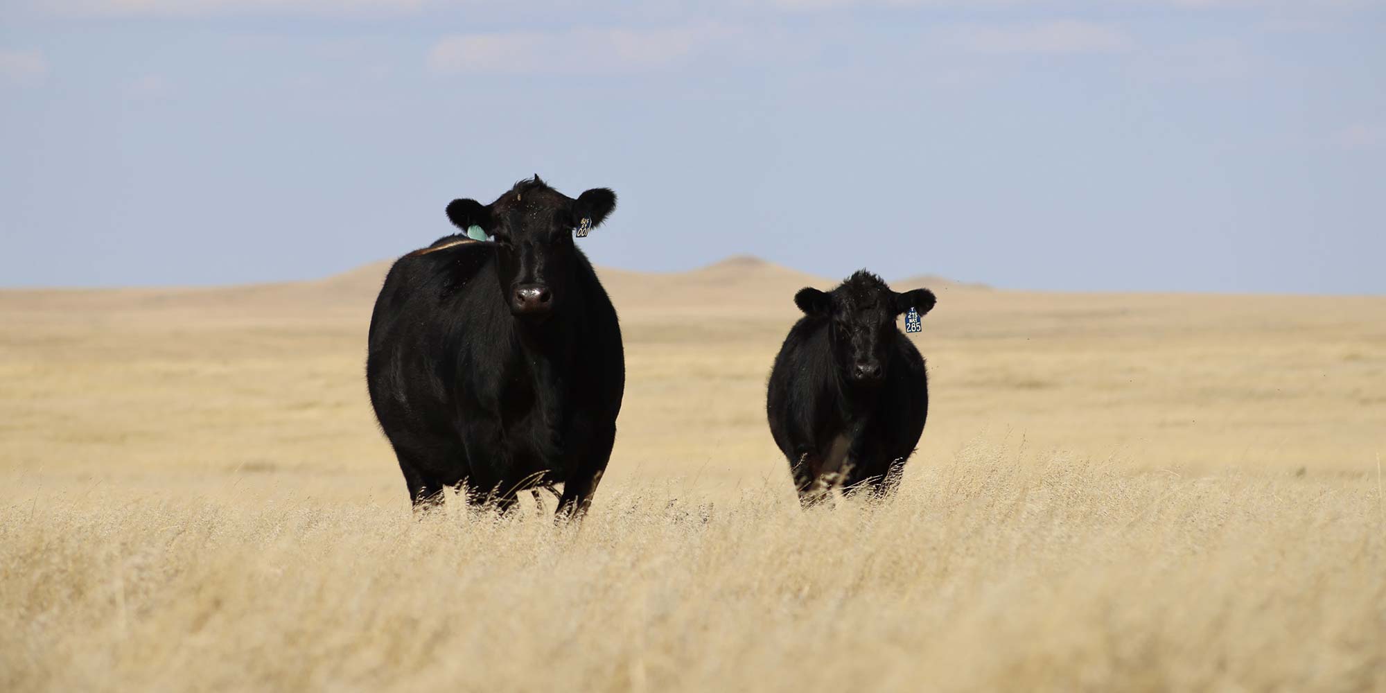 Cow and calf in tall grass