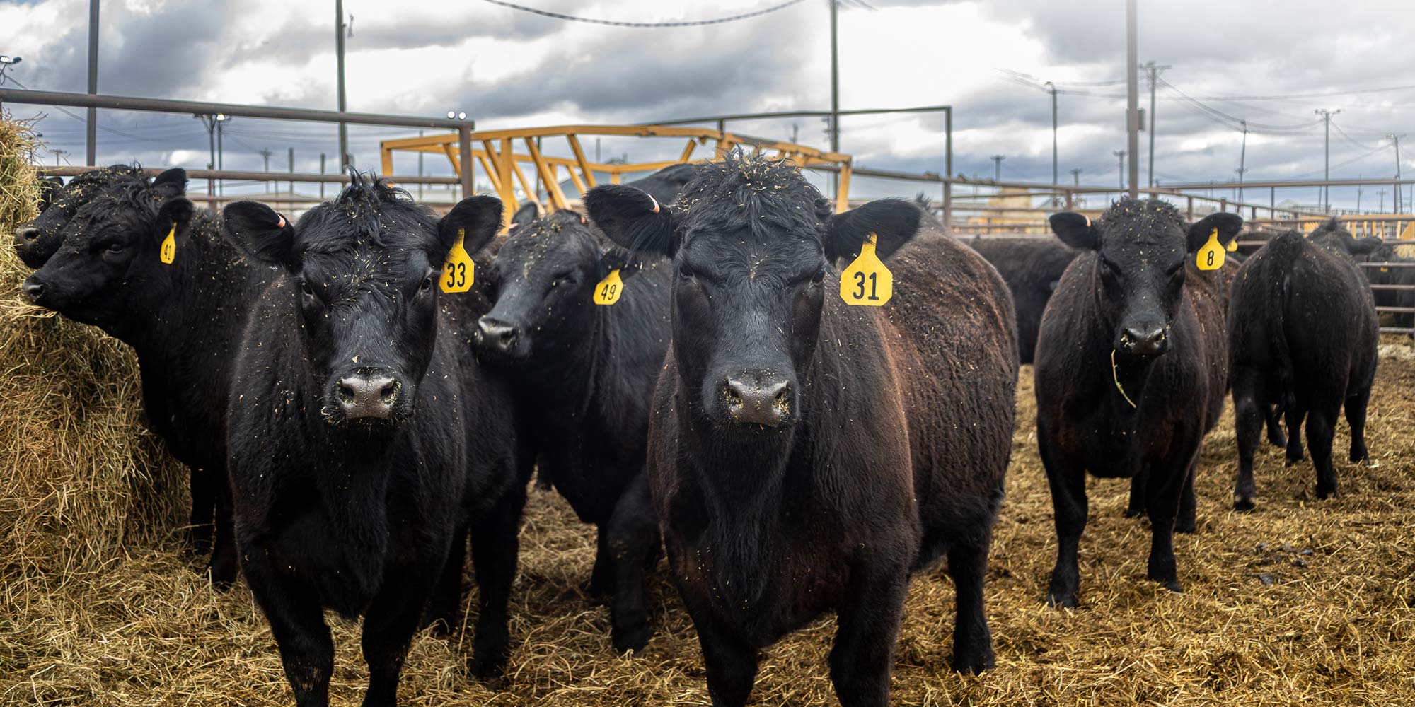 Commercial Heifers in a pen