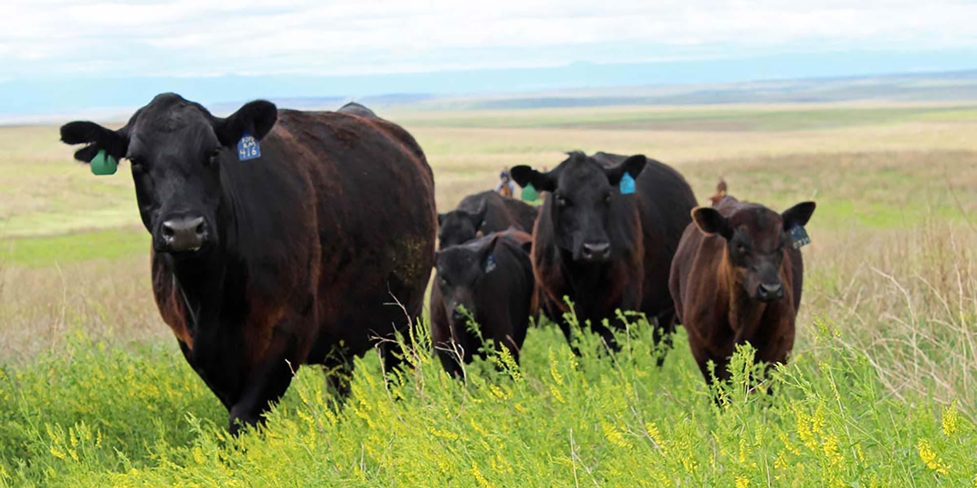 Deb trailing cows