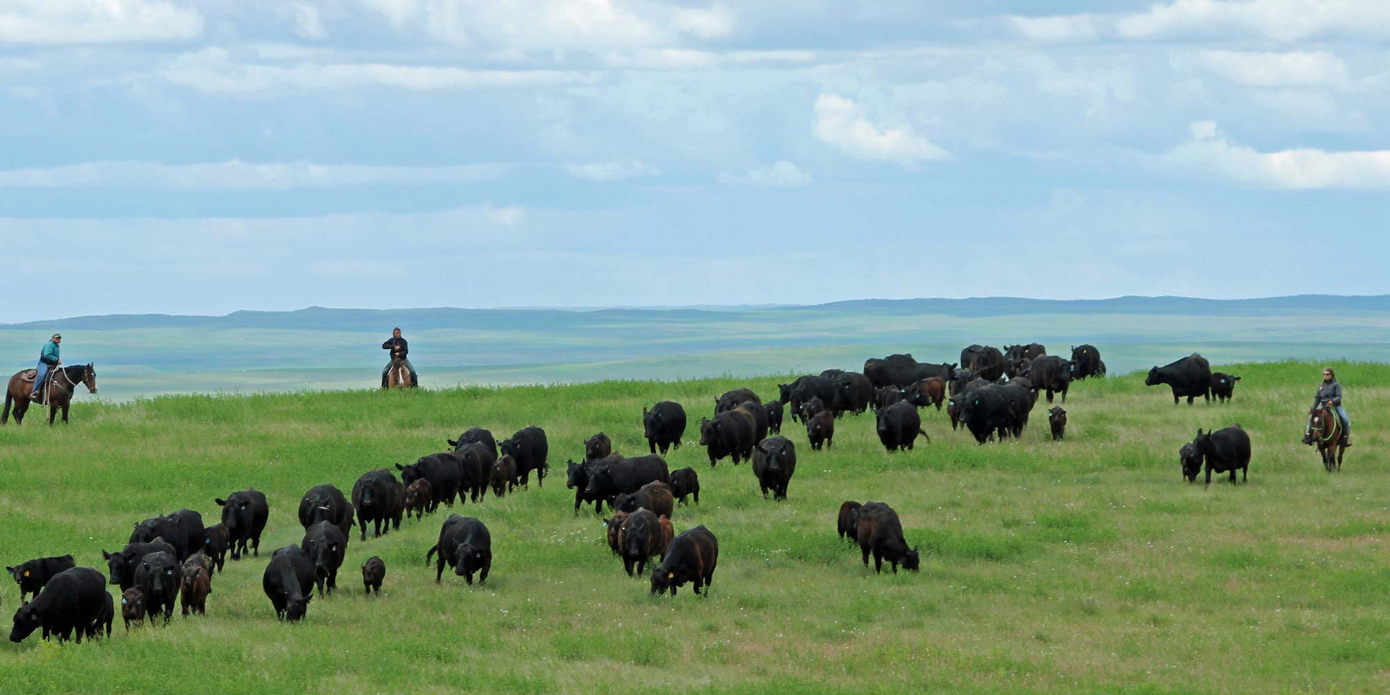 Moving cows