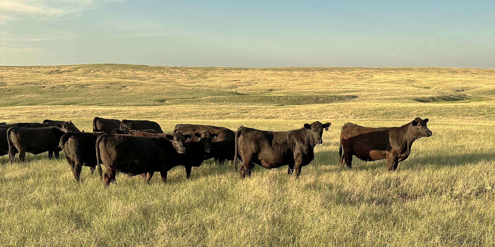 Heifers grouped