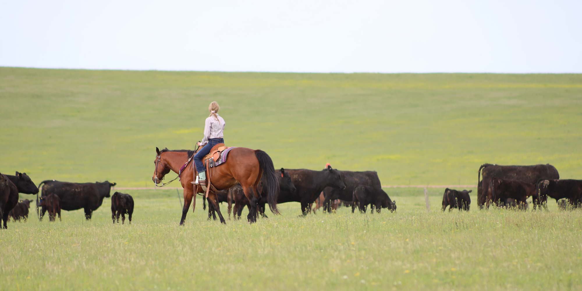 In a field on horseback with cows