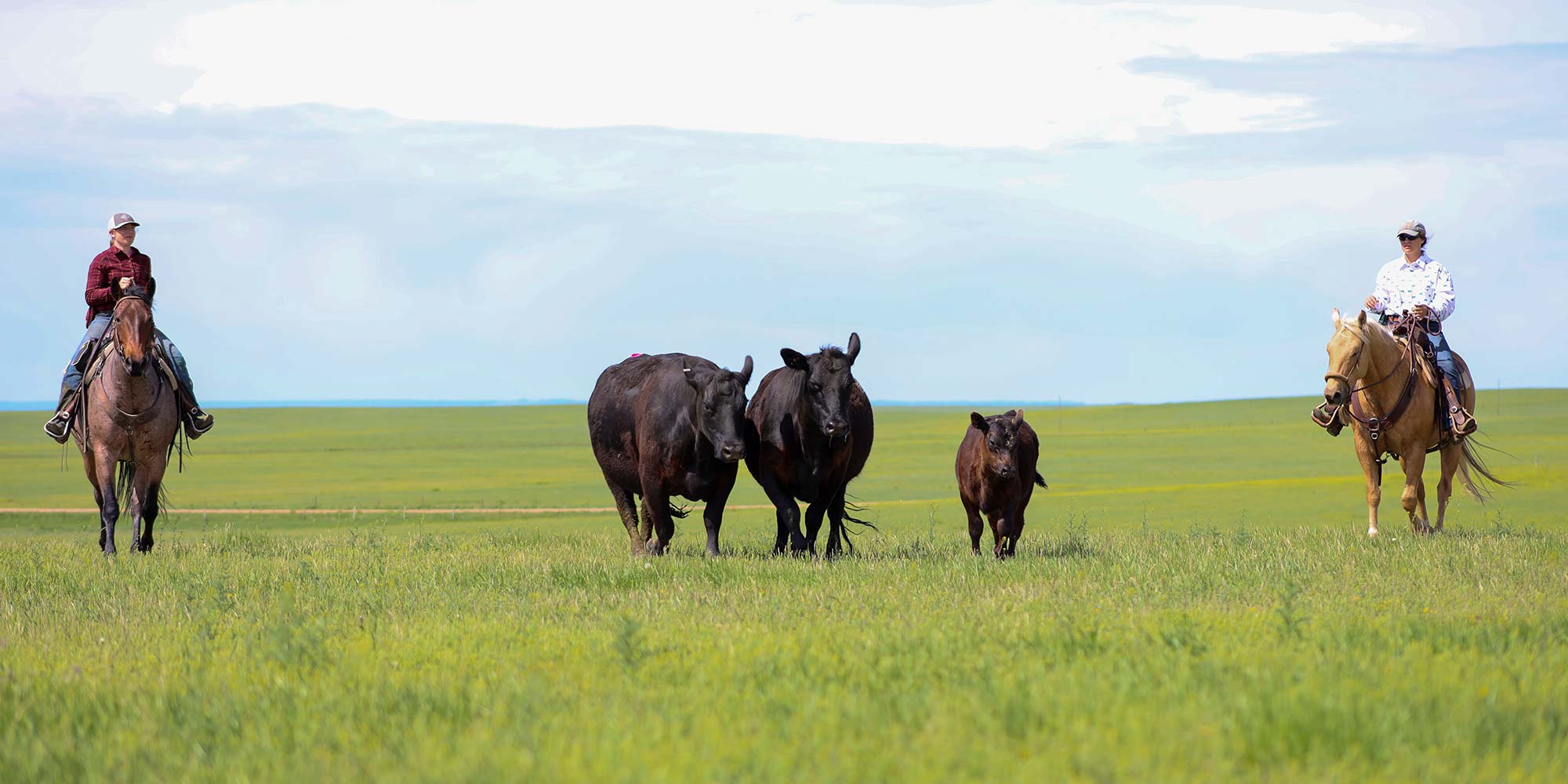 Moving Cows