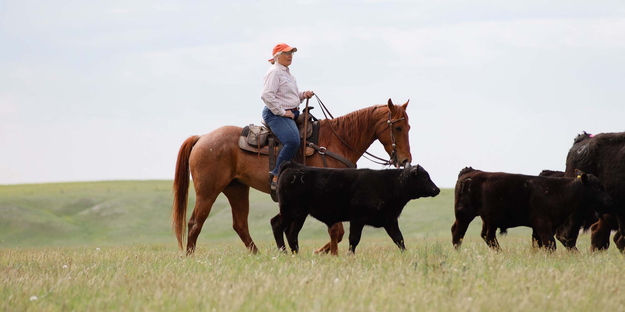 Deb on horseback traling cows