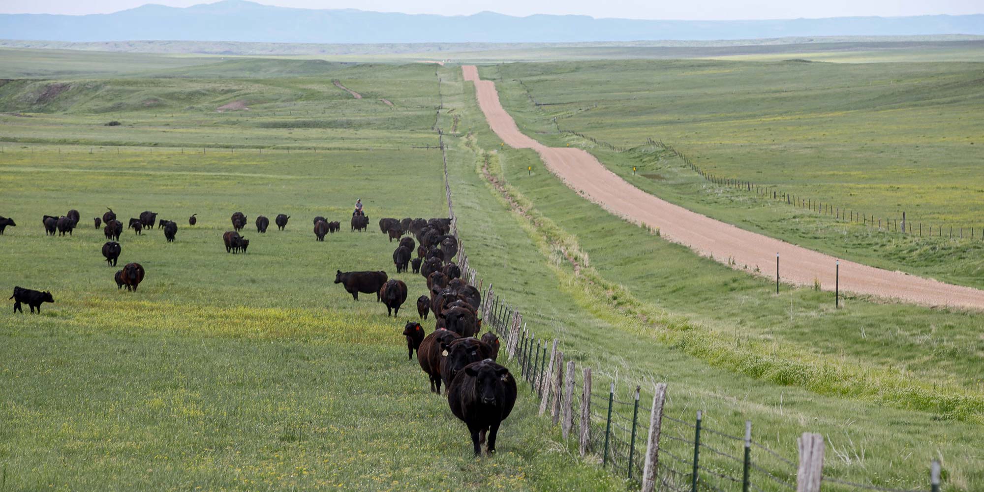 Cows in a field