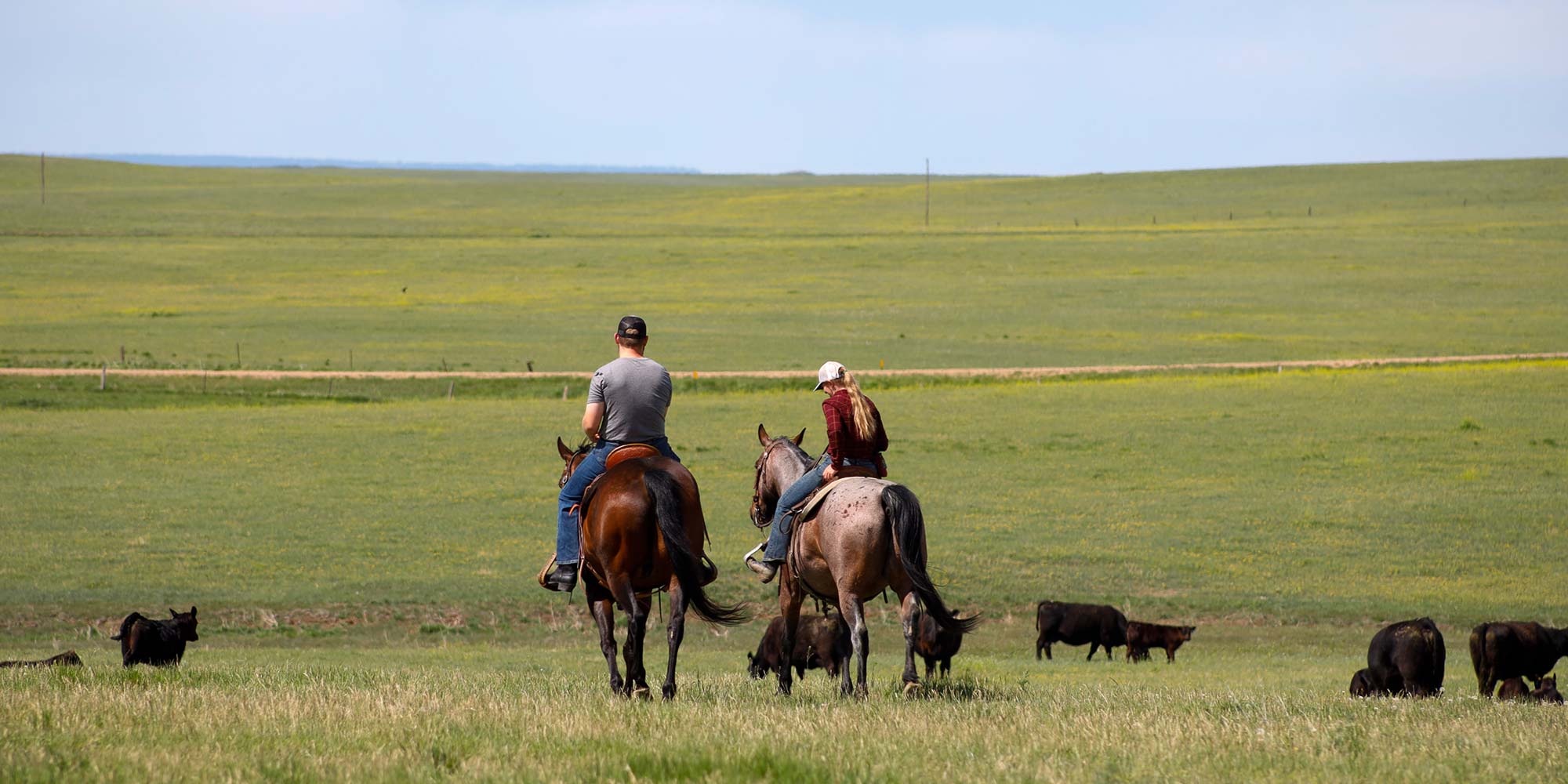 On horseback with cows