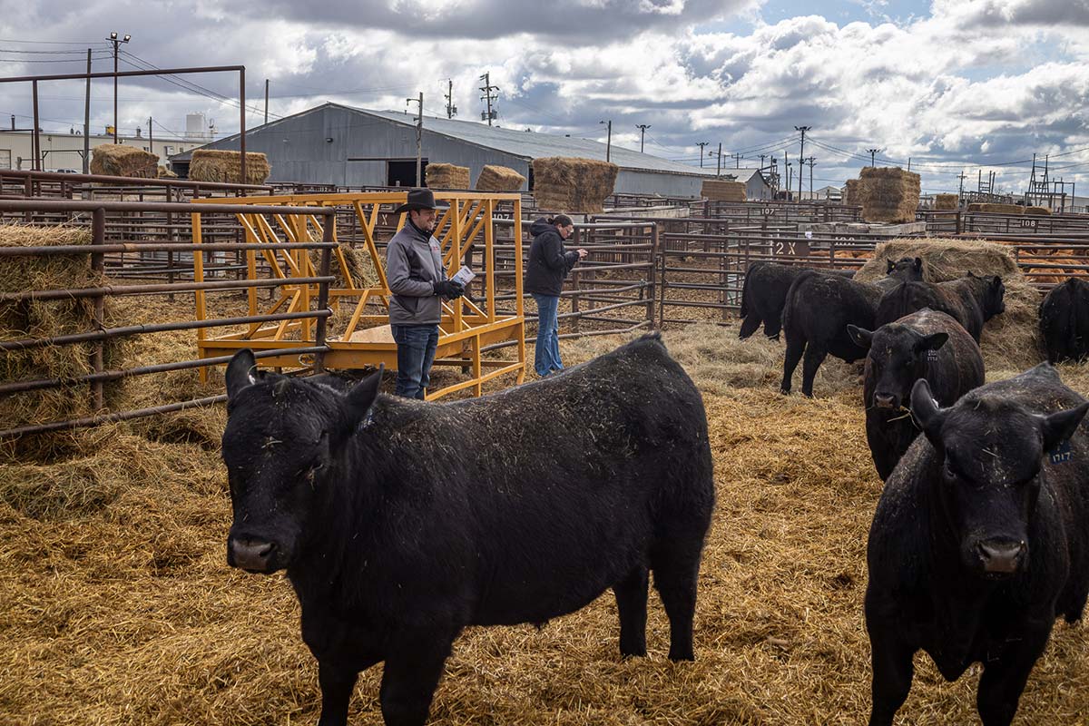 Bar 69 Angus Annual Production Sale Belle Fourche, SD