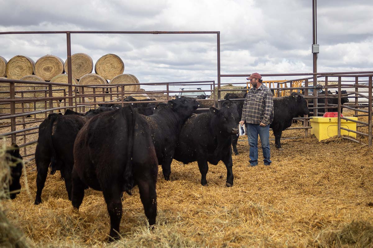 Bar 69 Angus Annual Production Sale Belle Fourche, SD