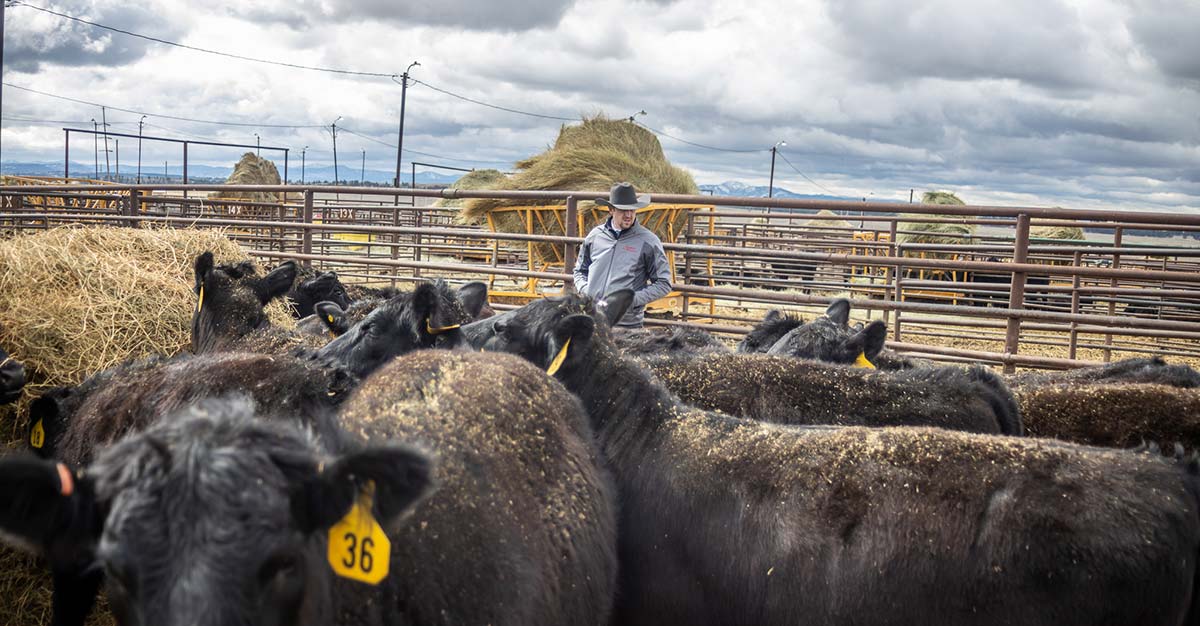 Bar 69 Angus Annual Production Sale Belle Fourche, SD