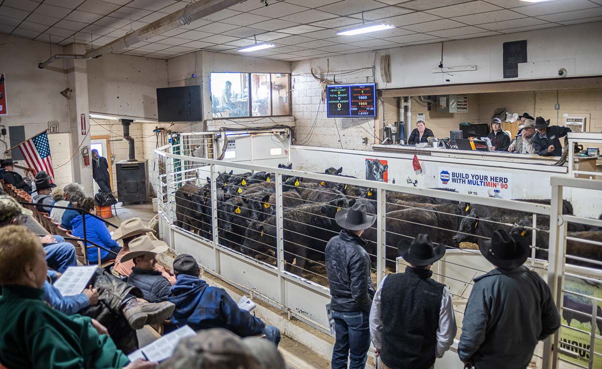 Bar 69 Angus Annual Production Sale Belle Fourche, SD