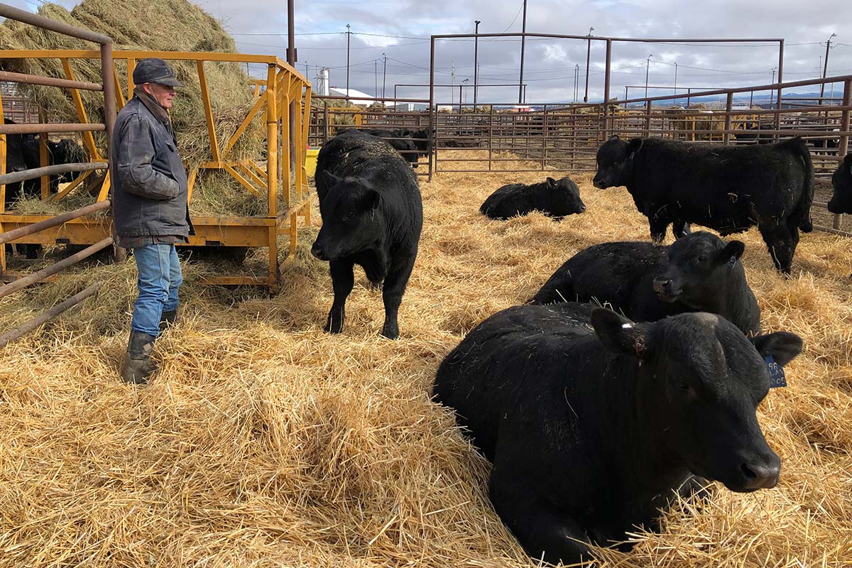 Bar 69 Angus Annual Production Sale Belle Fourche, SD