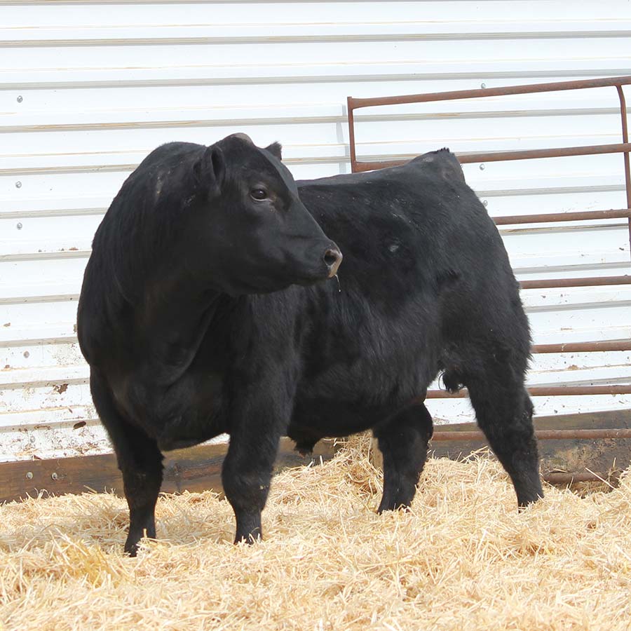 Bar 69 Angus Annual Production Sale Belle Fourche, SD