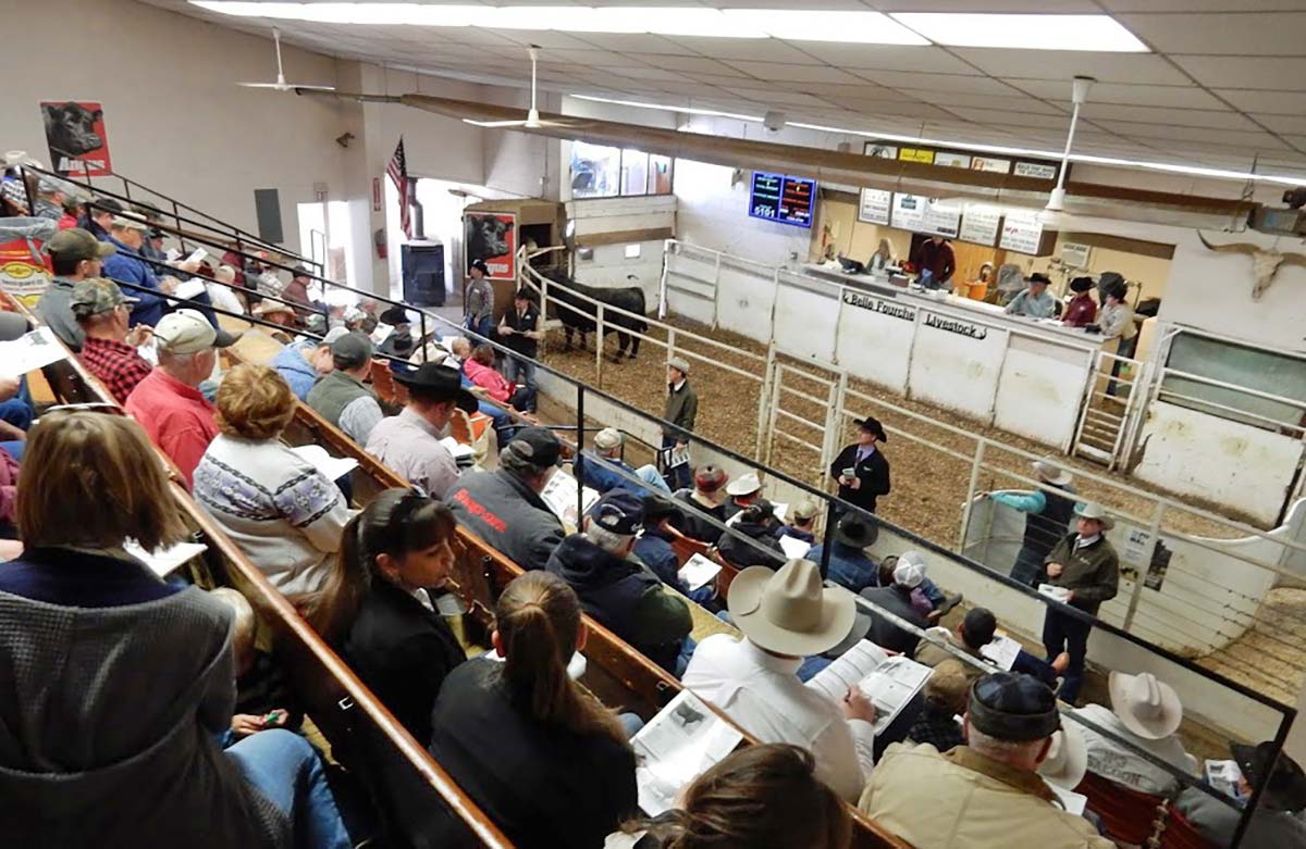 Bar 69 Angus Annual Production Sale Belle Fourche, SD