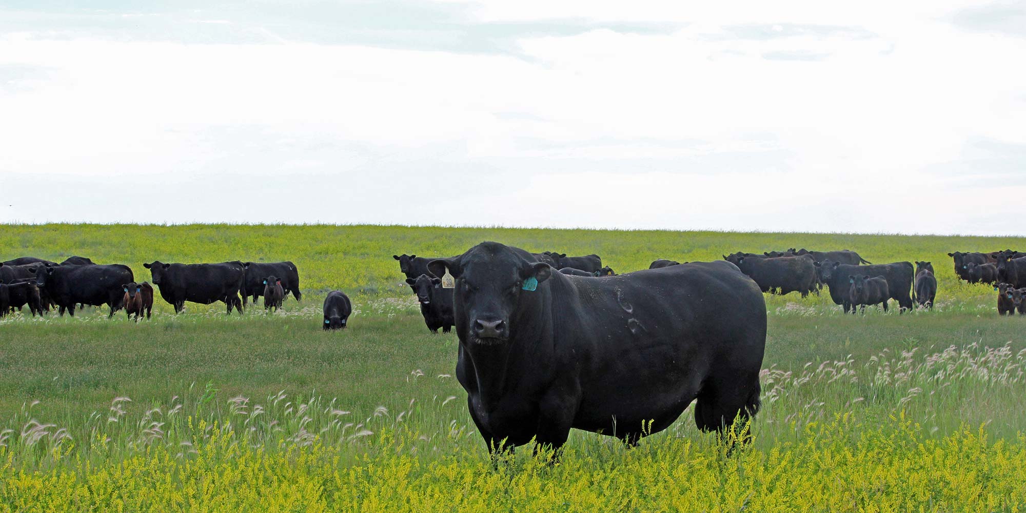 Lot 39 Bull and Cows