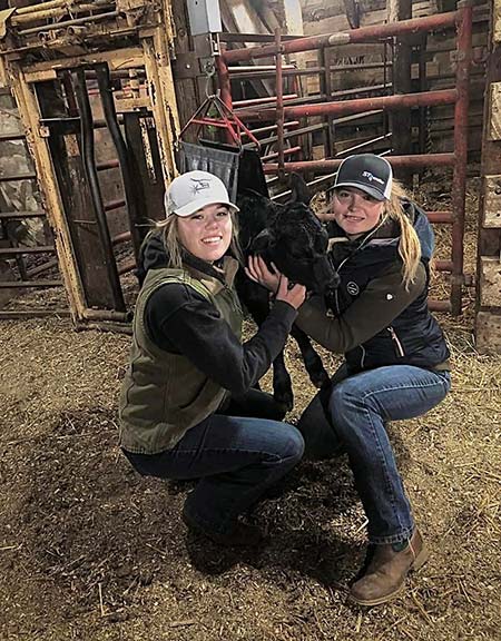 Interns weighing calves